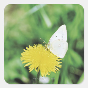 Witte vlindervoer op een dandelion vierkante sticker