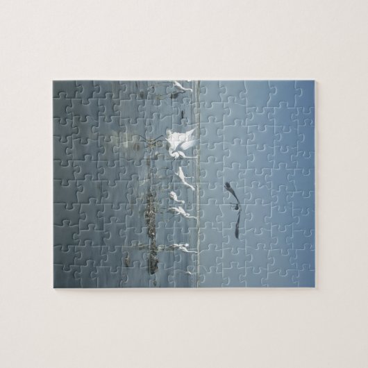 Witte vogels met hakuna matata.JPG Legpuzzel (Horizontaal)