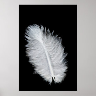 Witte vogelveer poster