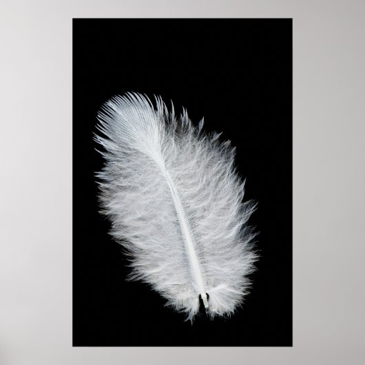 Witte vogelveer poster (Voorkant)