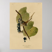 Witte volle Sparrow Poster (Voorkant)