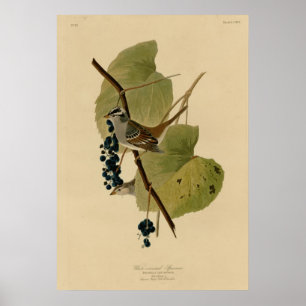 Witte volle Sparrow Poster