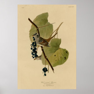 Witte volle Sparrow Poster