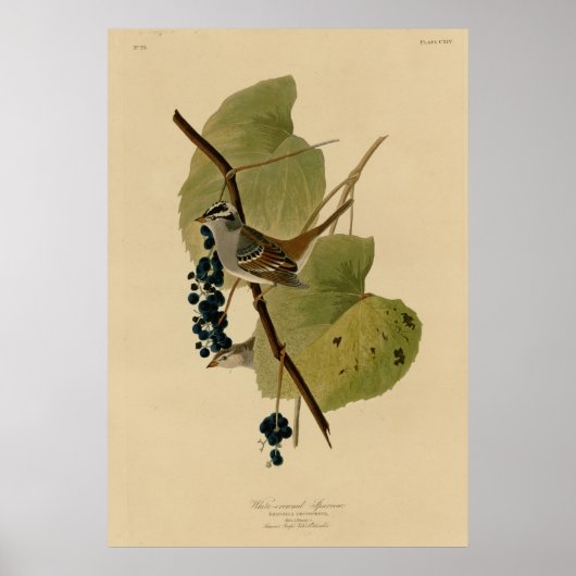 Witte volle Sparrow Poster (Voorkant)