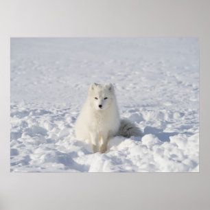 Witte vos poster
