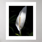 Witte Vredeslelie Plant Bloem Poster (Voorkant)