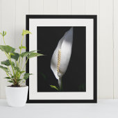 Witte Vredeslelie Plant Bloem Poster