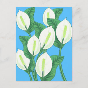 Witte vreedslilies op een lichtblauwe achtergrond briefkaart