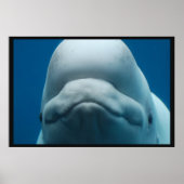 Witte walvis poster (Voorkant)