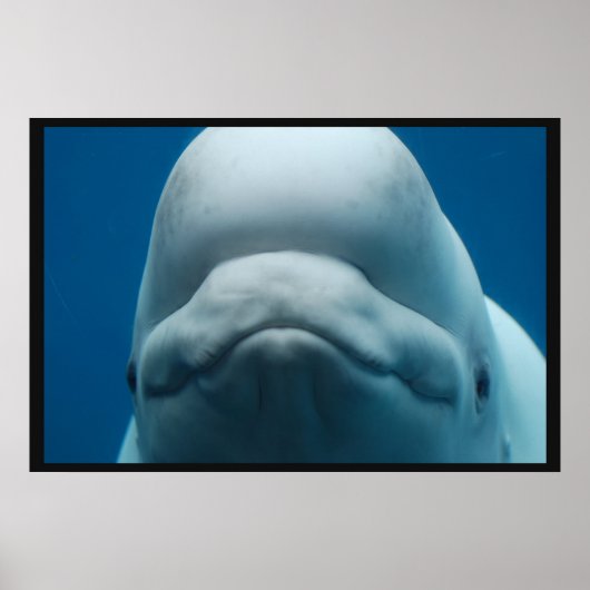 Witte walvis poster (Voorkant)