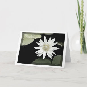 Witte waterlelie kaart
