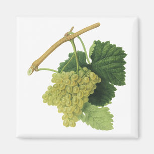 Witte wijn druiven aan de wijnstok, vintage voedse magneet
