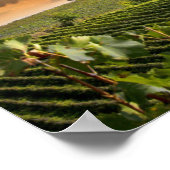 witte wijn met vat op wijngaarden in Chianti Poster (Hoek)