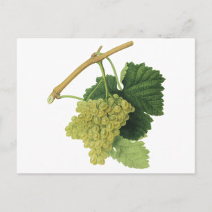 Witte wijndruiven op de wijnstok,  voedingsvruchte briefkaart