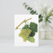 Witte wijndruiven op de wijnstok, voedingsvruchte briefkaart (Staand voorkant)