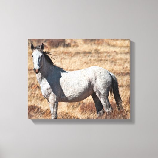 Witte Wild Mustang Paard Canvas Print (Voorkant)