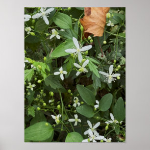 Witte Wilde Bloemen Foto Poster