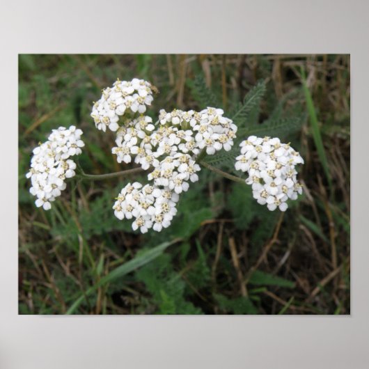 Witte wilde bloemen print (Voorkant)
