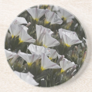 Witte wilde bloemen zandsteen onderzetter