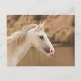 Witte wilde paarden briefkaart