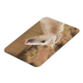 Witte wilde paarden magneet (Linkerzijde)