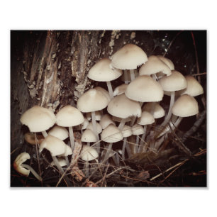 Witte Wilde Paddestoel Cluster 8x10 Foto Afdruk