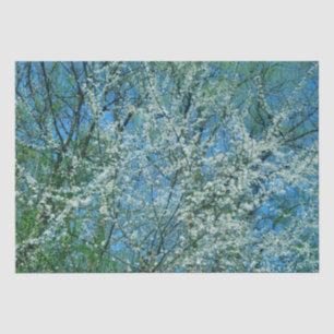 Witte wilde pruimenboom in bloesem tissuepapier