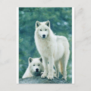 WITTE WOLF BRIEFKAART