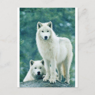 WITTE WOLF BRIEFKAART
