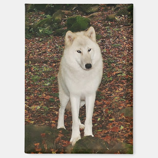 Witte Wolf Magneet