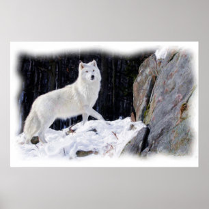WITTE WOLF POSTER