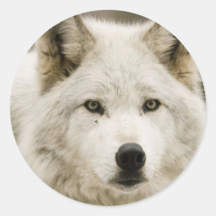 Witte Wolf-ronde sticker