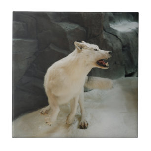 Witte wolf tegeltje