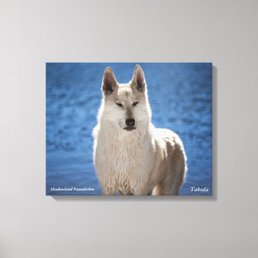 Witte Wolf verpakt Canvas Afdruk (Voorkant)
