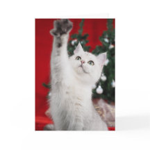 Witte XMAS Cat
