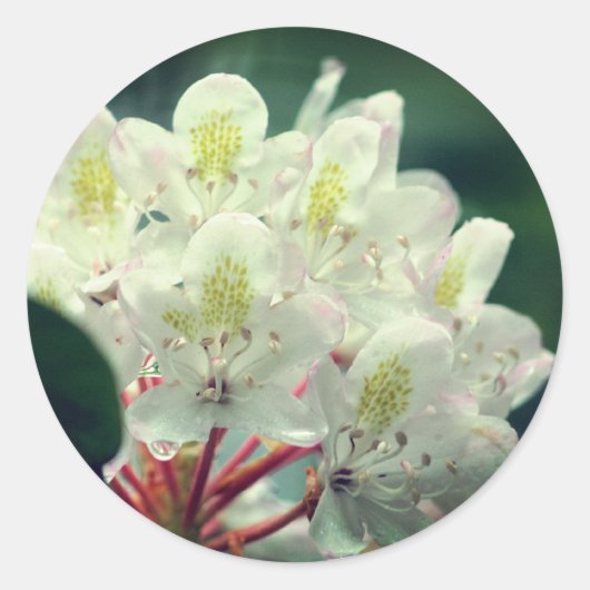 witte zaleasbloem ronde sticker (Voorkant)