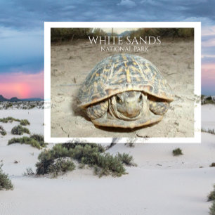 Witte zandwoestijndoos Turtle Briefkaart
