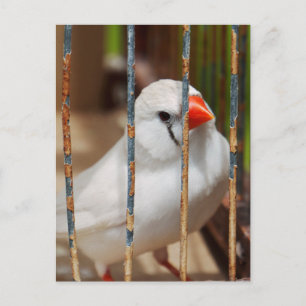 Witte zebravink vogel in kooi briefkaart