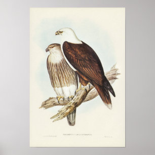 Witte Zee Eagle van Elizabeth Gould Poster