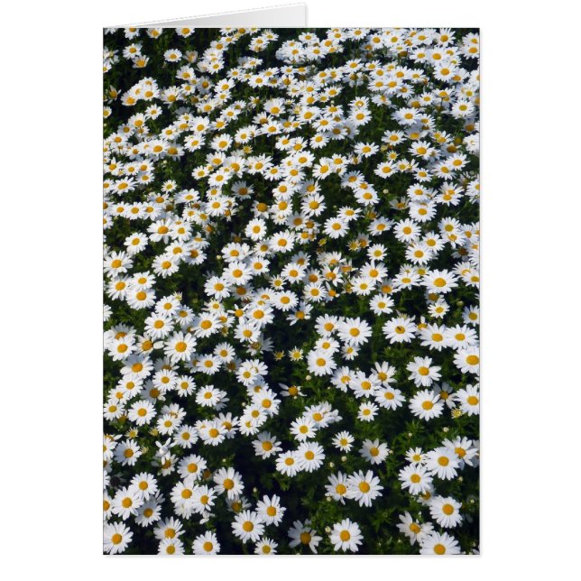 witte zeeduivel (Voorkant)