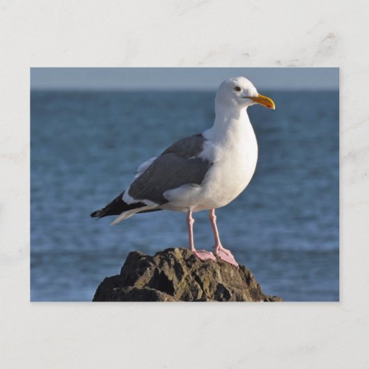 Witte zeemeeuw en oceaan briefkaart (Voorkant)