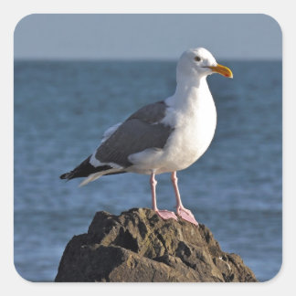 Witte zeemeeuw en oceaan vierkante sticker