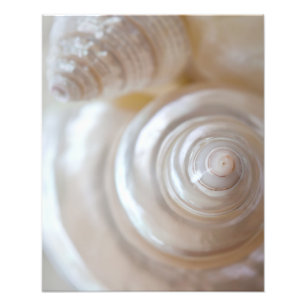 Witte zeeschelpen Tropisch strand Zeeschelpen Kust Foto Afdruk