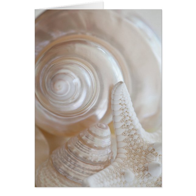 Witte zeeschols Stapelvis Tropische strand Zeeslag (Voorkant)