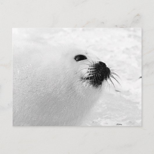 Witte zegel briefkaart (Voorkant)
