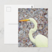 witte zilverreiger briefkaart (Voorkant / Achterkant)