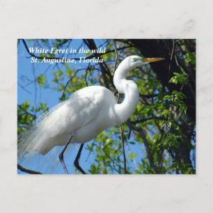 Witte zilverreiger in het wild feestdagenkaart