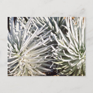 Witte zilverwoordbloem, Hawaï bloemen Briefkaart