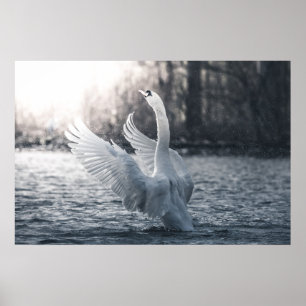 Witte Zwaan Natuurfoto Poster