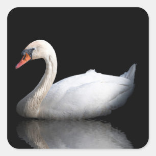 Witte zwaan op zwart vierkante sticker